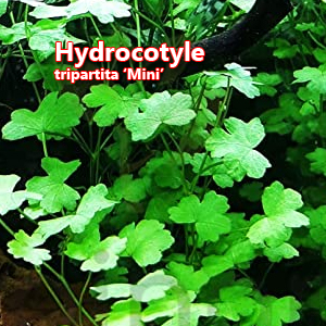 Hydrocotyle tripartita Mini